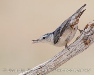 White-breasted nuthatch