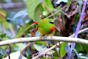 Fire-tailed Myzornis