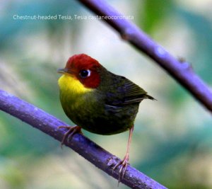 Chestnut-headed Tesia