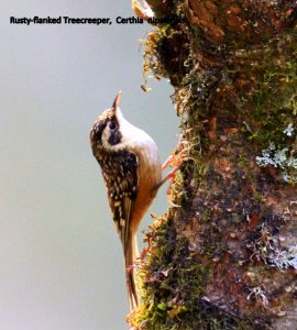 Rusty-flanked Treecreeper