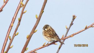 Reed Bunting