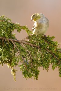 American goldfinch (f)