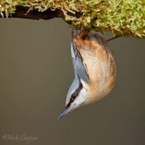 Nuthatch