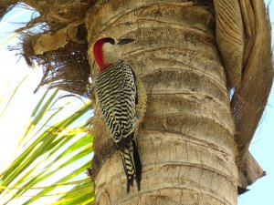 West Indian Woodpecker