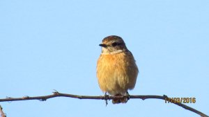 Female Stonechat