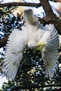 Sulphur-crested Cockatoo Playing