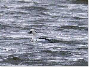 smew(M)