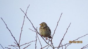 Another Corn Bunting!