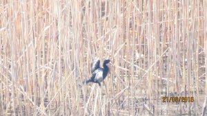 Pygmy Cormorant