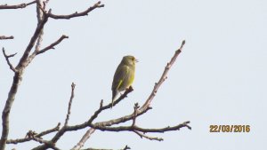 Greenfinch