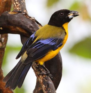 Black-chinned Mountain-tanager