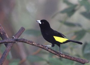 Lemon-rumped Tanager (male)