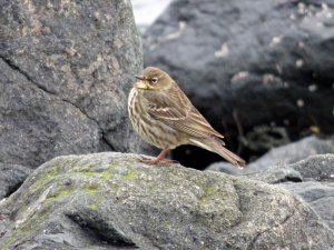 rock pipit