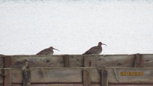 Whimbrel