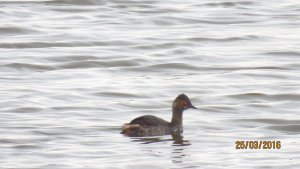 Black-necked Grebe