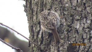 Short-toed Treecreeper again!