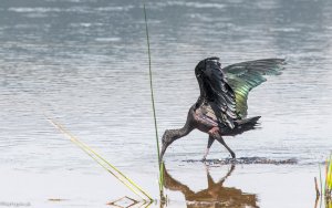 Glossy Ibis