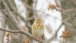 Tree Pipit