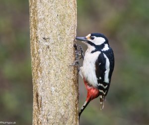 Great Spotted Woodpecker - female