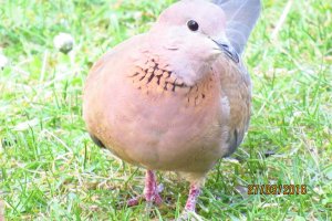 Laughing Dove