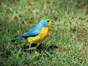 Orange-breasted Bunting