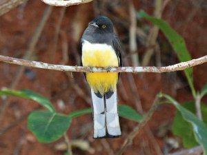 Citreoline Trogon