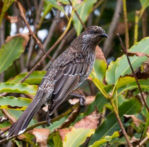 Little wattlebird