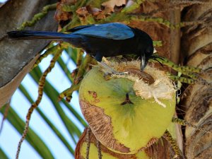 You Put the Bird in the Coconut