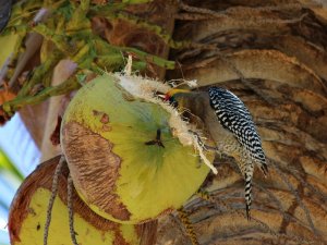 Coconut Bar for the Birds