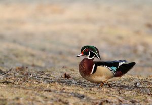 Wood Duck..in a hurry