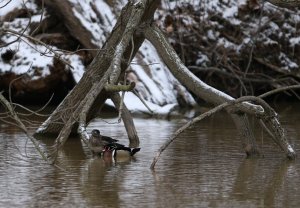 Wood Ducks..Cold