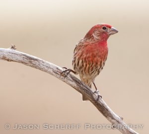 House Finch (m)