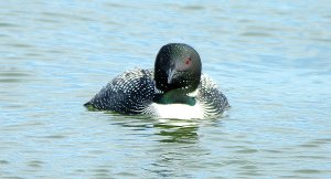 Common Loon