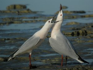 Slender-Billed Gull