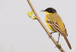 Yellow Wagtail