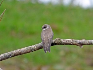 sand martin