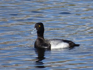 Lesser Scaup