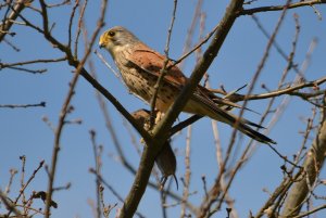 Common kestrel ,The Predator and his Prey.