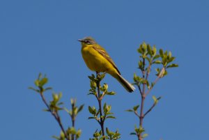 yellow wagtail