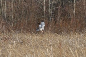 Northern Harrier, male