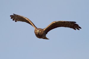 Northern Harrier, female