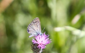 Paphos Blue, an Endemic Species to Cyprus