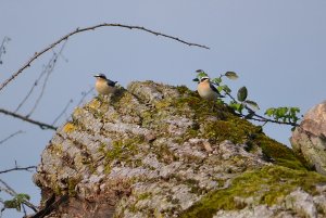 northern wheatear