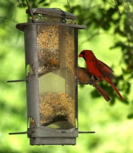 Male Cardinal feeding his young Cardinal
