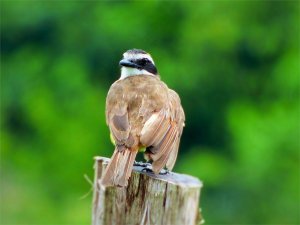 Ben-ti-vi (Rusty-margined flycatcher)