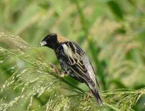 Bobolink