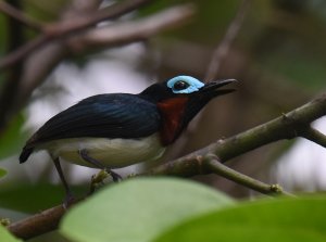 Red-cheeked Wattle-eye