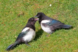 Young Magpie apparently begging to be fed by sibling