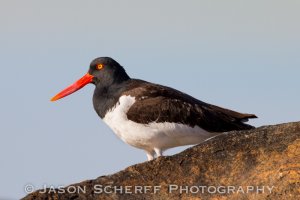 Oystercatcher