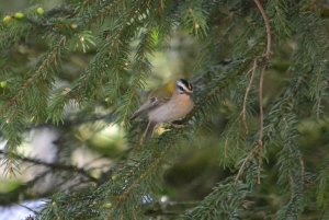 Common firecrest